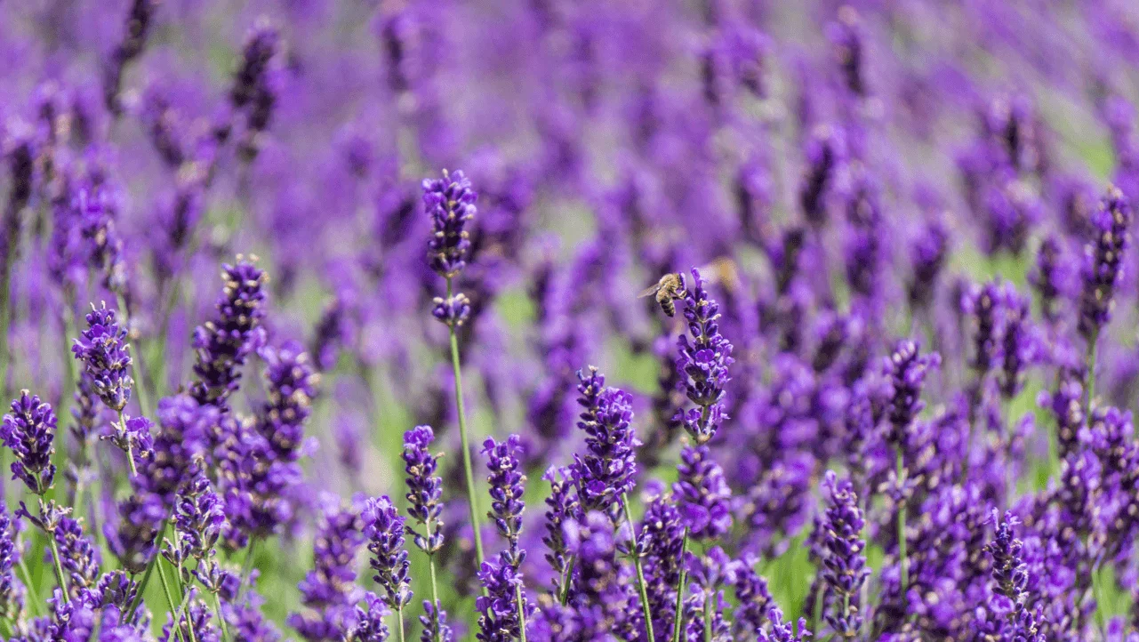 Lavendel